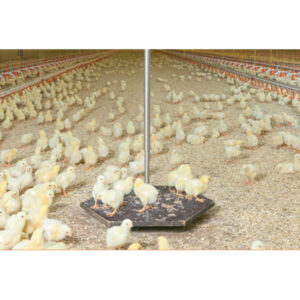 Poultry Weighing System