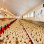 poultry equipment